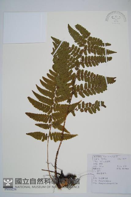黑足鱗毛蕨藏品圖，第1張