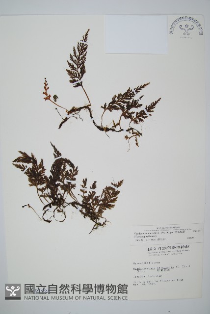 南海瓶蕨藏品圖，第1張