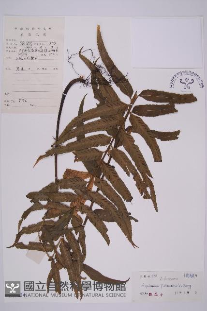 登錄號:P005234藏品圖，第1張