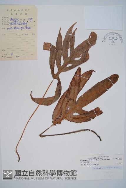 崇澍蕨藏品圖，第1張