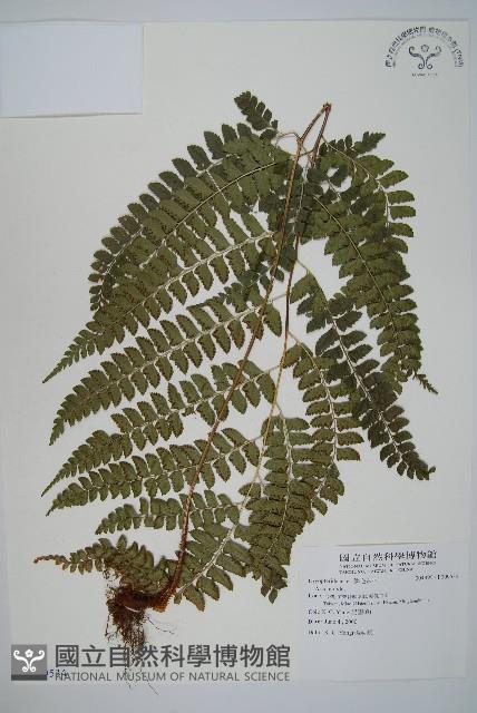 斜方複葉耳蕨藏品圖，第1張
