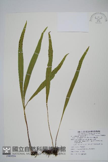 麟瓦葦、川上氏瓦葦藏品圖，第1張