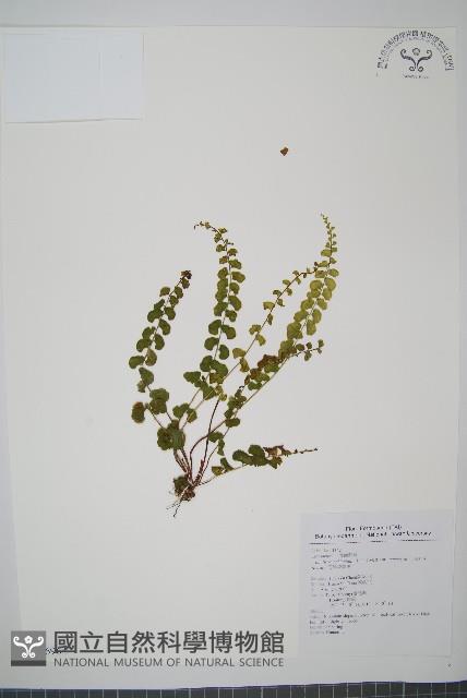 海島陵齒蕨藏品圖，第1張