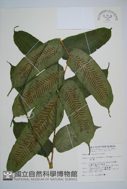 腸蕨藏品圖，第1張