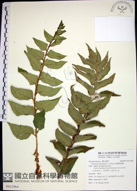 全緣貫眾蕨藏品圖，第1張