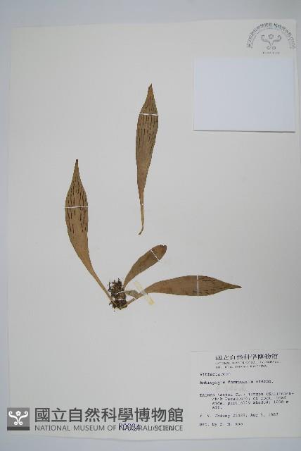 臺灣車前蕨藏品圖，第1張