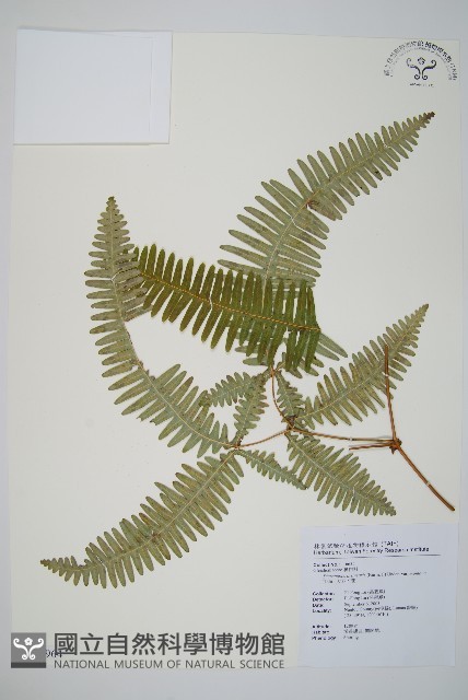 大羽芒萁藏品圖，第1張