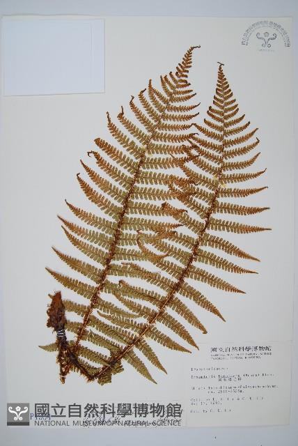 藏布鱗毛蕨藏品圖，第1張