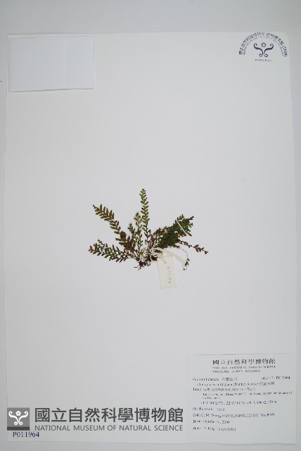 虎尾蒿蕨藏品圖，第1張