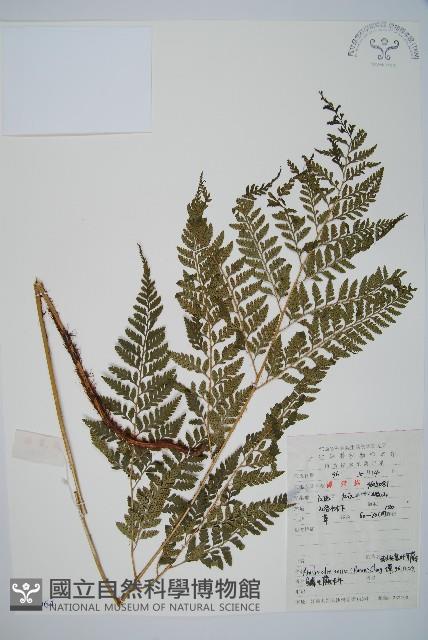 細葉複葉耳蕨藏品圖，第1張