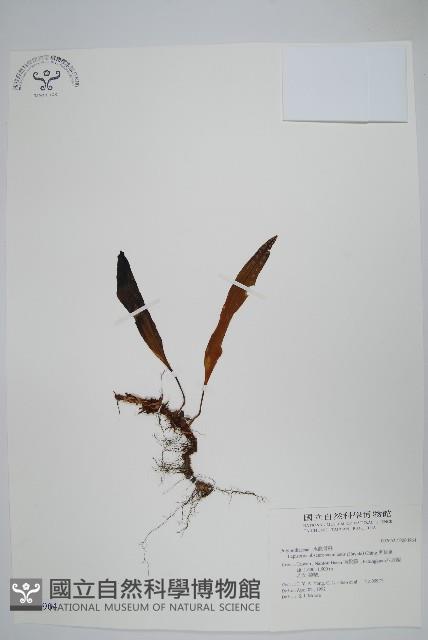 鱗瓦葦、長柄瓦葦藏品圖，第1張