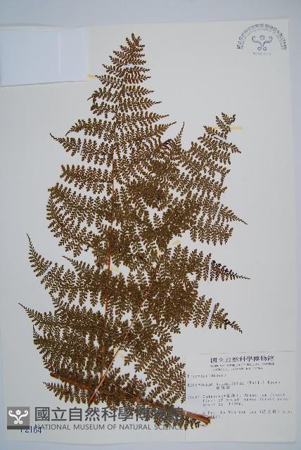 魚鱗蕨藏品圖，第1張