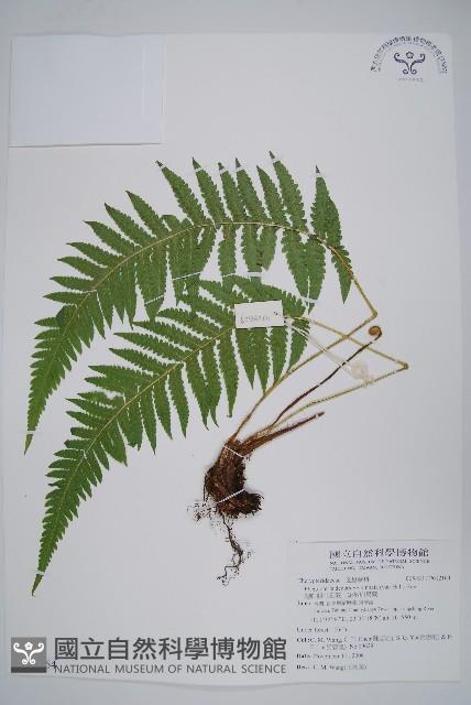 翅軸假金星蕨、短柄卵果蕨藏品圖，第1張