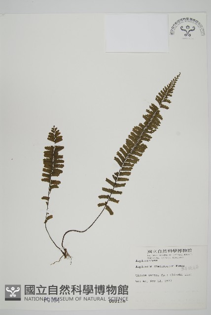 薄葉孔雀鐵角蕨、邊孢鐵角蕨藏品圖，第1張