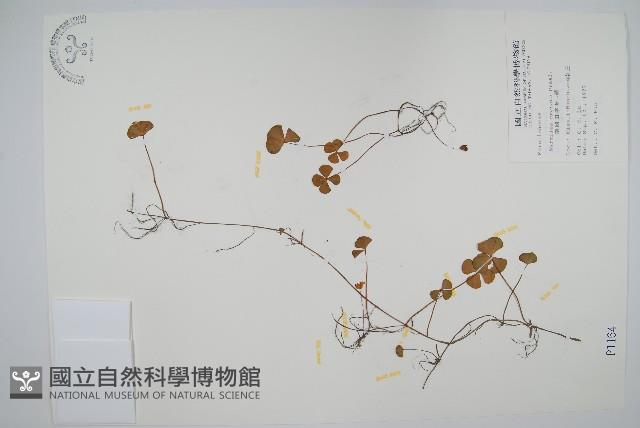 南國田字草藏品圖，第1張