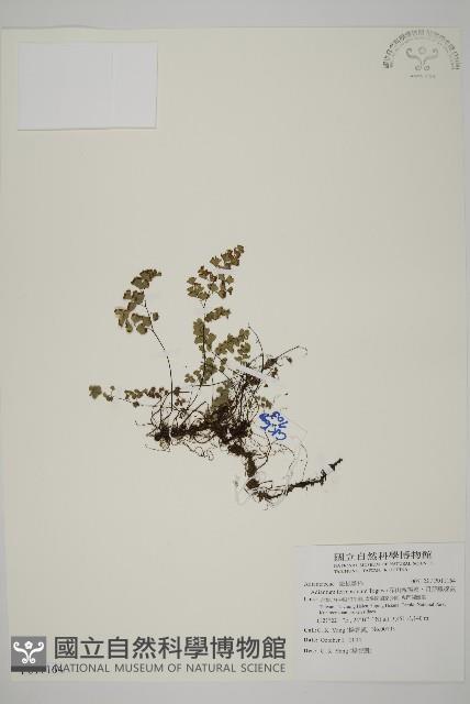 深山鐵線蕨、月芽鐵線蕨藏品圖，第1張