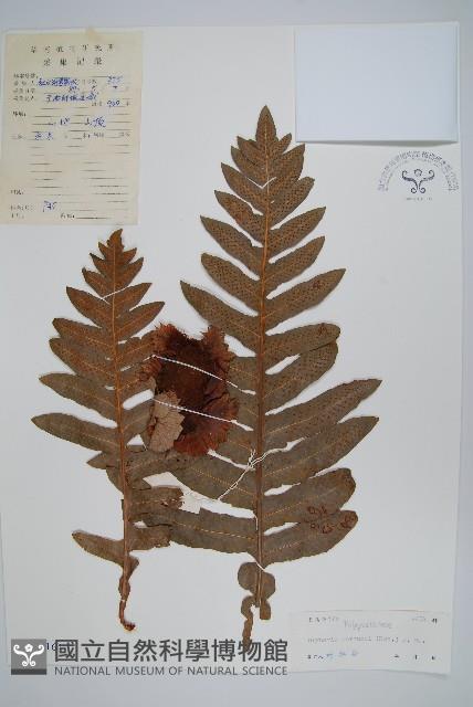 槲蕨藏品圖，第1張