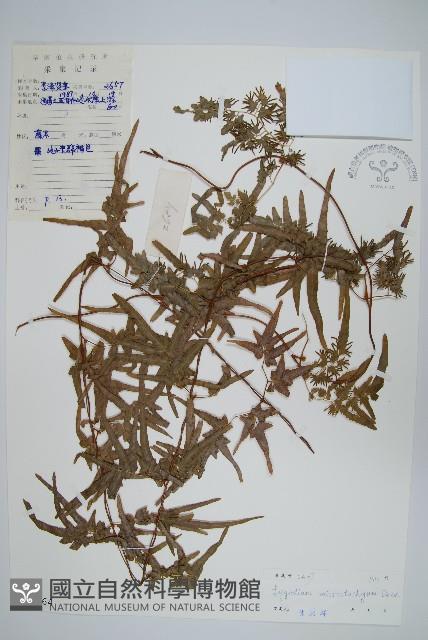 狹葉海金沙藏品圖，第1張