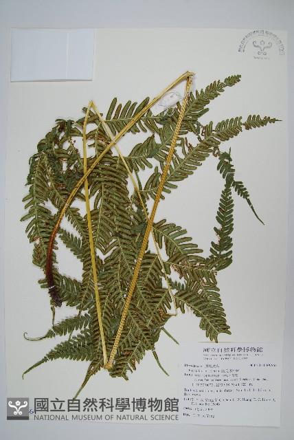 傅氏鳳尾蕨藏品圖，第1張