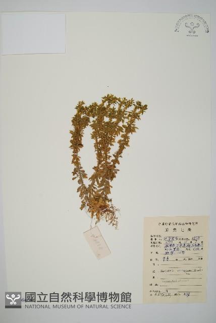 千層塔藏品圖，第1張