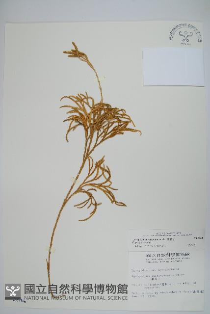 地刷子藏品圖，第1張