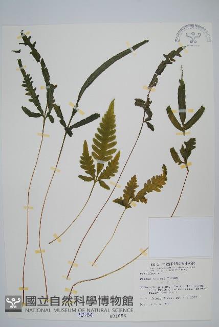 二形鳳尾蕨藏品圖，第1張