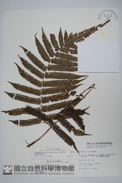 斜葉金星蕨藏品圖，第1張
