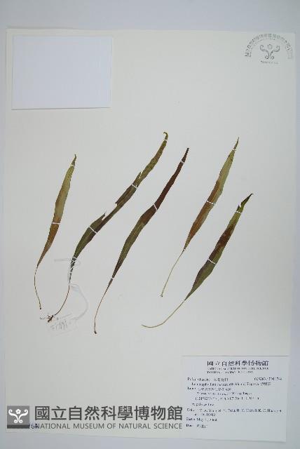 骨牌蕨藏品圖，第1張