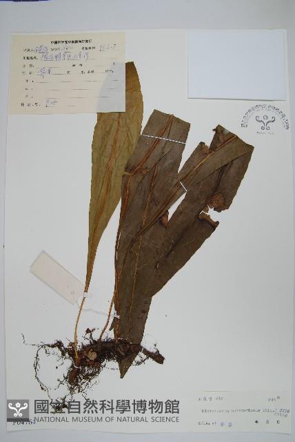 波氏星蕨藏品圖，第1張