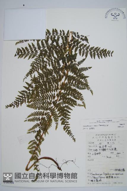 稀子蕨藏品圖，第1張