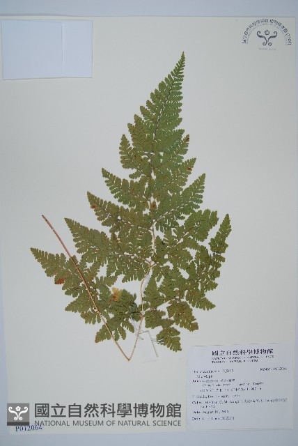 登錄號:P012064藏品圖，第1張