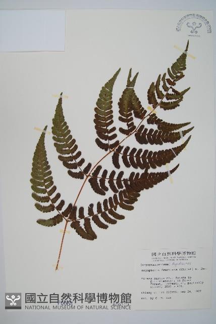 深山鱗毛蕨藏品圖，第1張