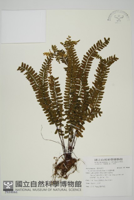 生芽鐵角蕨藏品圖，第1張