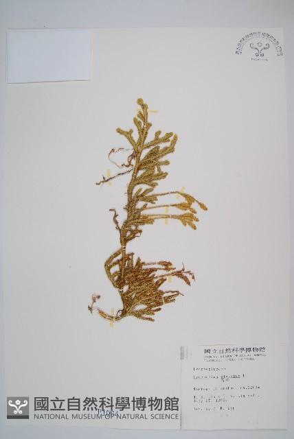 石松藏品圖，第1張