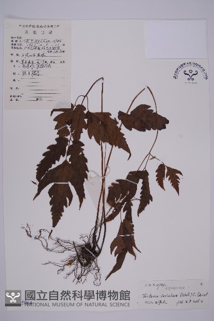 變葉三叉蕨藏品圖，第1張