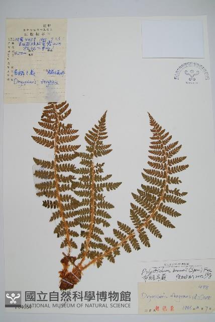 布郎耳蕨藏品圖，第1張
