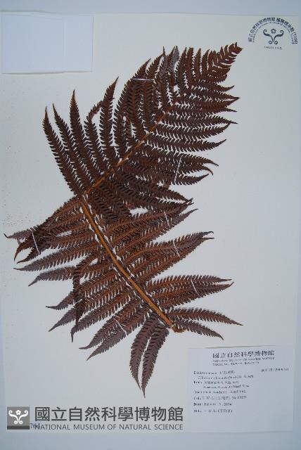 登錄號:P009764藏品圖，第1張