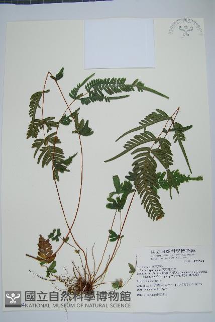 天草鳳尾蕨藏品圖，第1張