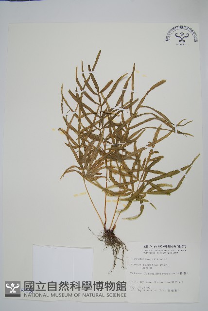 鳳尾蕨藏品圖，第1張