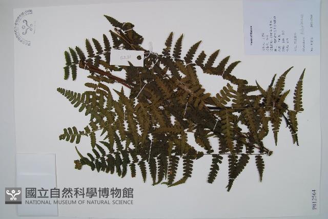 登錄號:P012564藏品圖，第1張