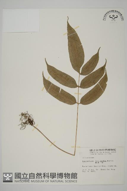 華鳳丫蕨藏品圖，第1張