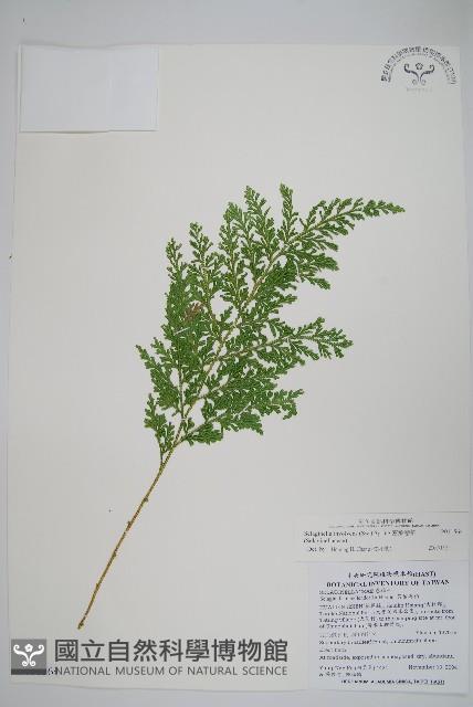 密葉卷柏藏品圖，第1張