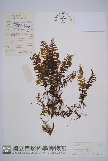 陰濕鐵角蕨藏品圖，第1張