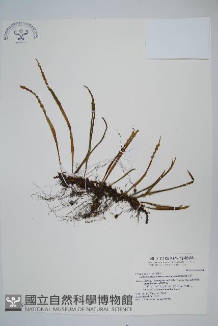 擬烏蘇里瓦葦藏品圖，第1張