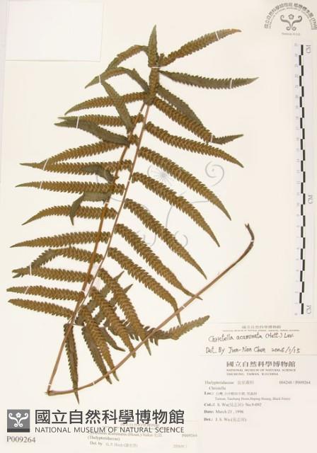 毛蕨藏品圖，第1張