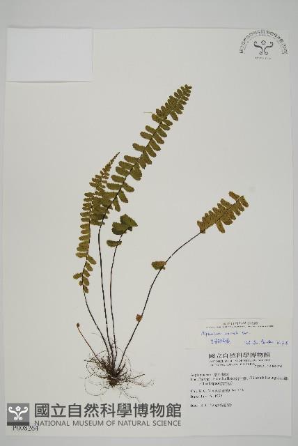 生芽鐵角蕨藏品圖，第1張