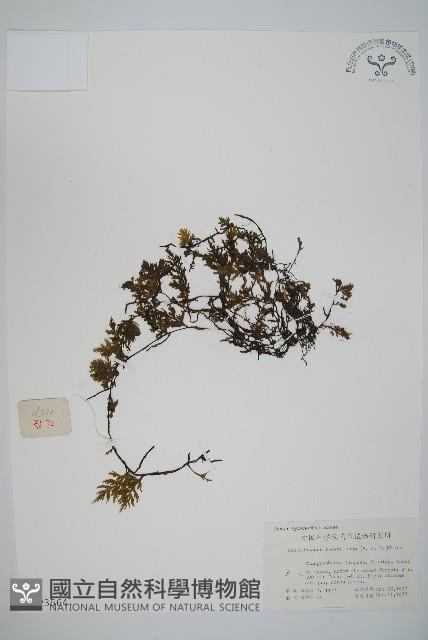 長柄假脈蕨藏品圖，第1張