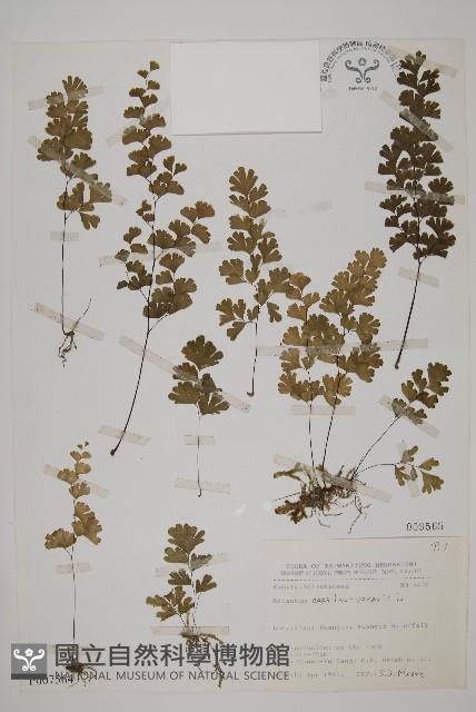 鐵線蕨藏品圖，第1張