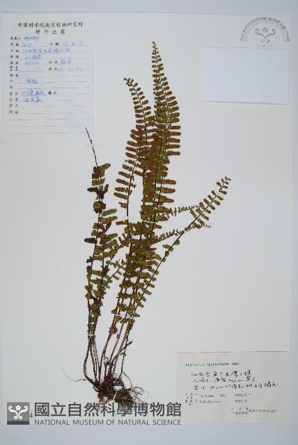 三翅鐵角蕨藏品圖，第1張