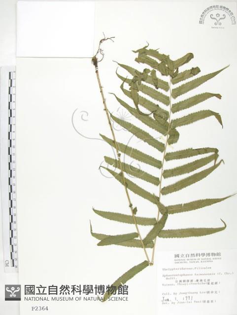 大葉毛蕨藏品圖，第1張